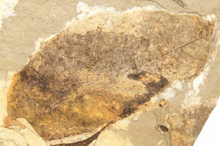 Partial Fossil Plant (Fagus) Leaf - McAbee, BC #262238